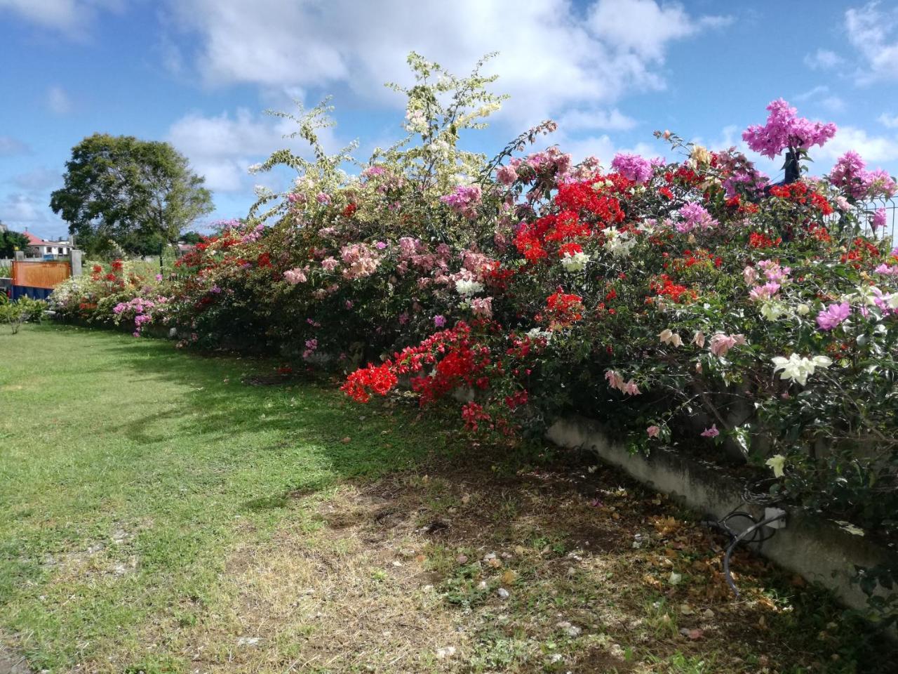 Au Jardin De Beausejour Hotel Capesterre Kültér fotó